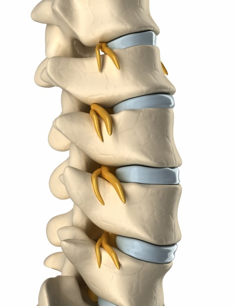 healthy_spine2